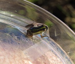 Microbatrachella capensis
