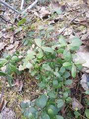 Vaccinium vitis-idaea