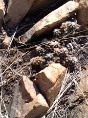 Anacampseros subnuda