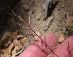 Festuca microstachys