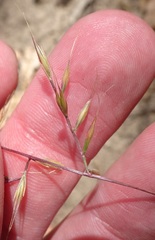 Festuca microstachys
