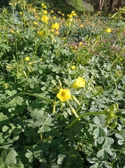 Oxalis pes-caprae