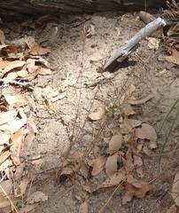 Festuca microstachys