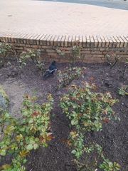 Corvus corone
