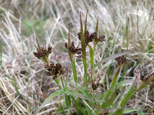 Luzula multiflora iNat (1)