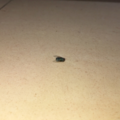 Chrysomya megacephala