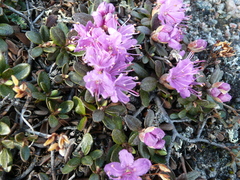 Rhododendron lapponicum