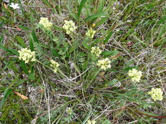 Oxytropis maydelliana