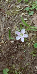 Claytonia virginica