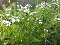 Iberis pectinata