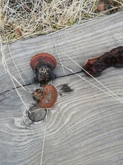 Gloeophyllum sepiarium