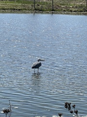 Ardea herodias