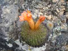 Matucana aurantiaca