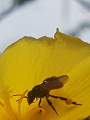 Trigona fulviventris