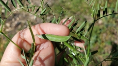Vicia hassei
