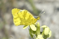 Zegris eupheme
