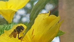 Trigona fulviventris