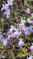 Collinsia multicolor