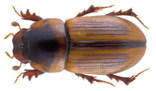 Aphodius lividus photo 2