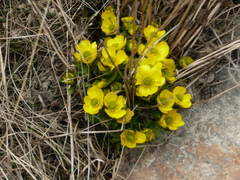 Ranunculus nivalis