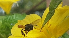 Trigona fulviventris