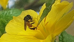 Trigona fulviventris