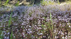 Collinsia multicolor