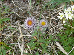 Erigeron eriocephalus