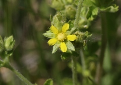 Potentilla biennis