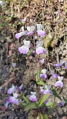 Collinsia multicolor