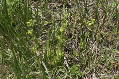 Potentilla biennis