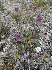 Erigeron eriocephalus