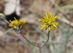 Hymenopappus filifolius lugens