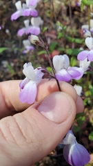 Collinsia multicolor