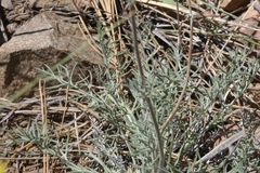 Hymenopappus filifolius lugens