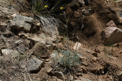 Hymenopappus filifolius lugens