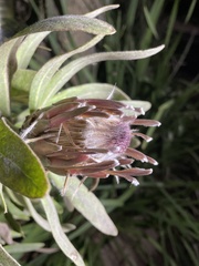 Protea × hybrida