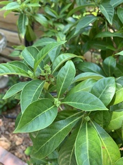 Psychotria ligustrifolia