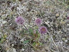Erigeron eriocephalus