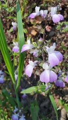 Collinsia multicolor