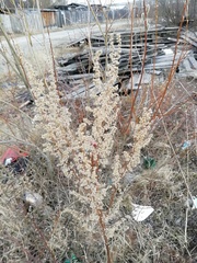 Artemisia vulgaris