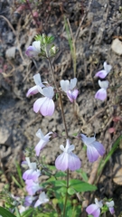 Collinsia multicolor