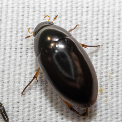 Tropisternus quadristriatus