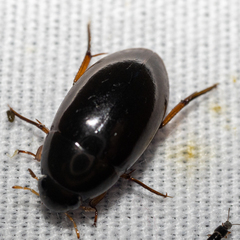 Tropisternus quadristriatus