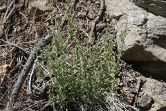 Galium parishii