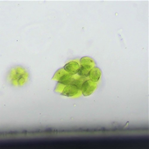 Spondylomoraceae