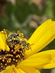 Calliopsima