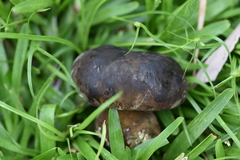 Phlebopus marginatus