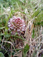 Noccaea caerulescens