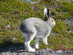 Lepus arcticus